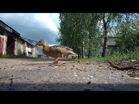 УТКА ПРИШЛА ПРОСИТЬ ЕДУ.